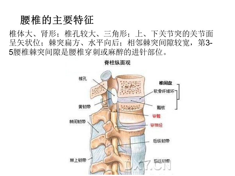 腰部脊柱解剖课件.ppt_第3页