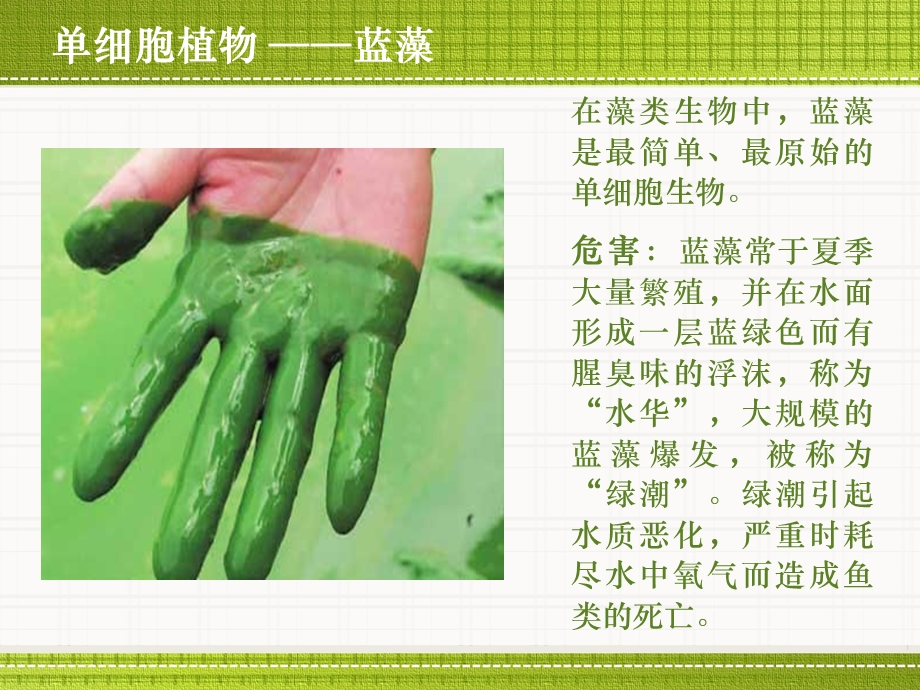 植物细胞的形态与结构课件.ppt_第3页