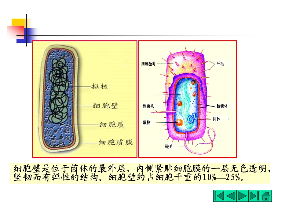 微生物的细胞壁结构课件.ppt_第2页