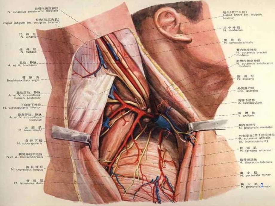 腋窝解剖及腋窝清扫课件.ppt_第2页