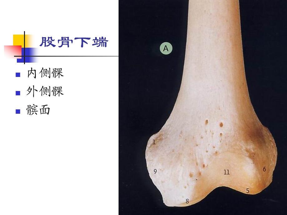 髌骨软化症的诊断与治疗课件.ppt_第2页