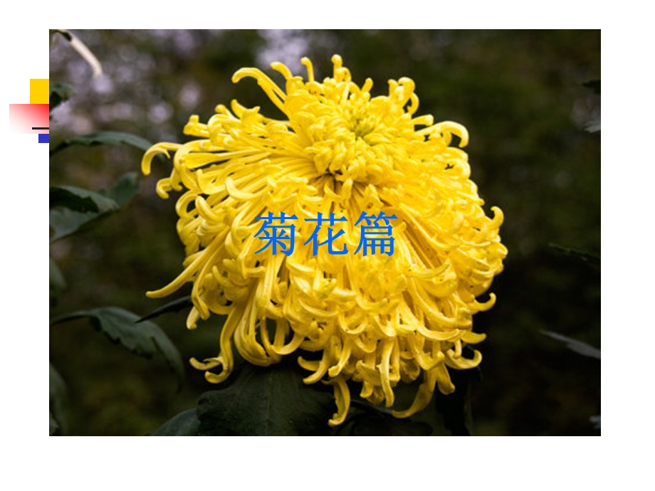 诗歌鉴赏之菊花意象课件.pptx_第1页