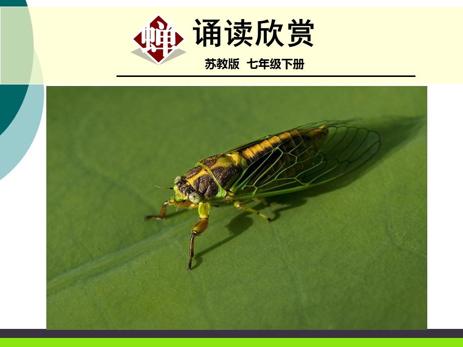 诵读欣赏虞世南《蝉》课件.ppt_第1页