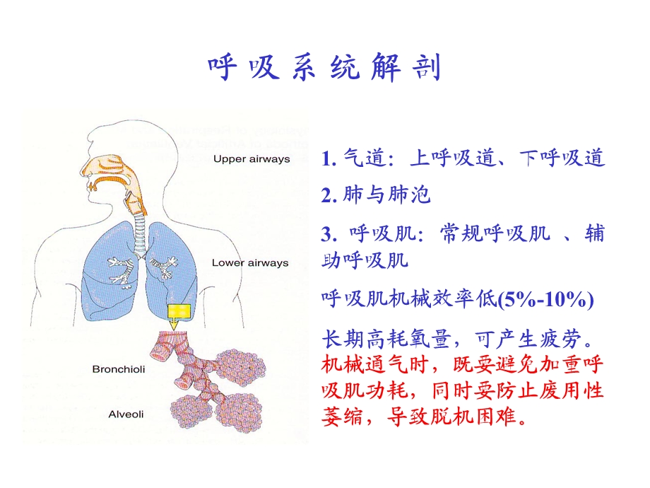 机械通气及临床应用课件.ppt_第2页