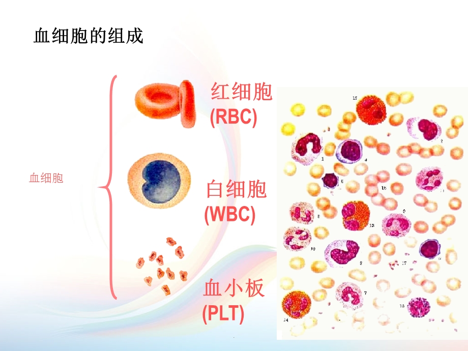 血细胞红细胞课件.ppt_第3页