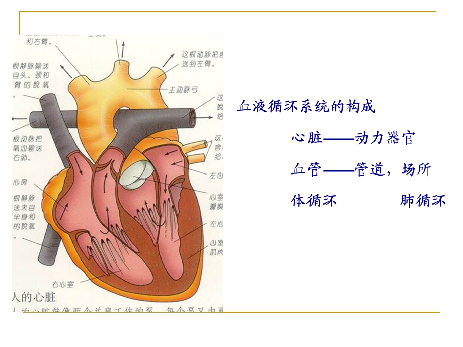 心脏血管生理课件.ppt_第2页