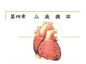 心脏血管生理课件.ppt