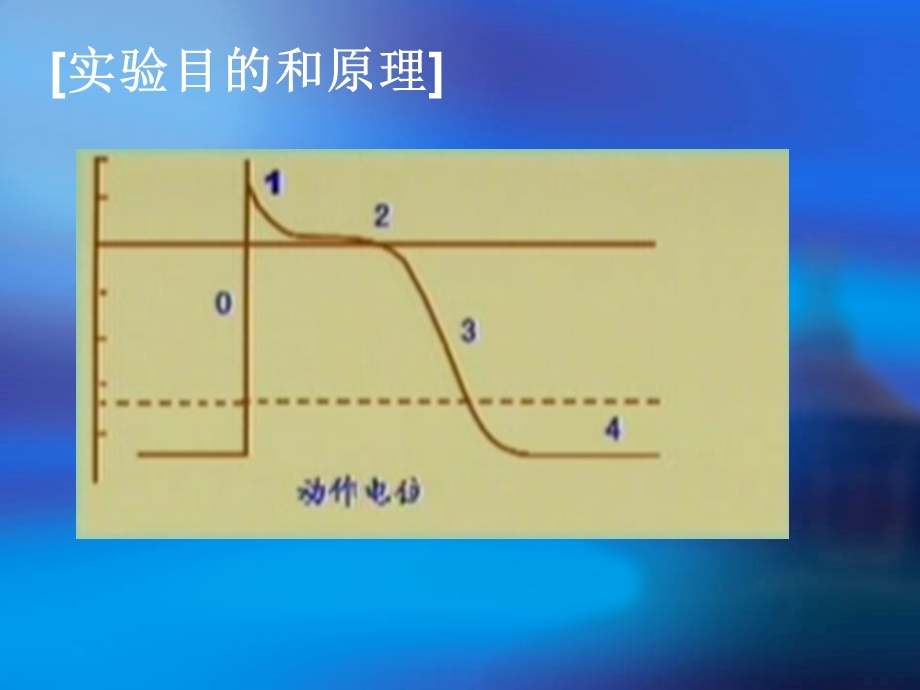 期前收缩与代偿间歇、蛙心灌流ppt课件.ppt_第2页