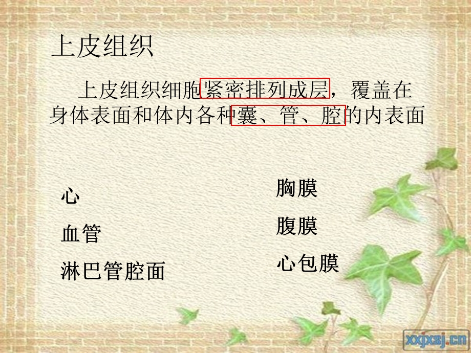 我的组织ppt课件.ppt_第2页