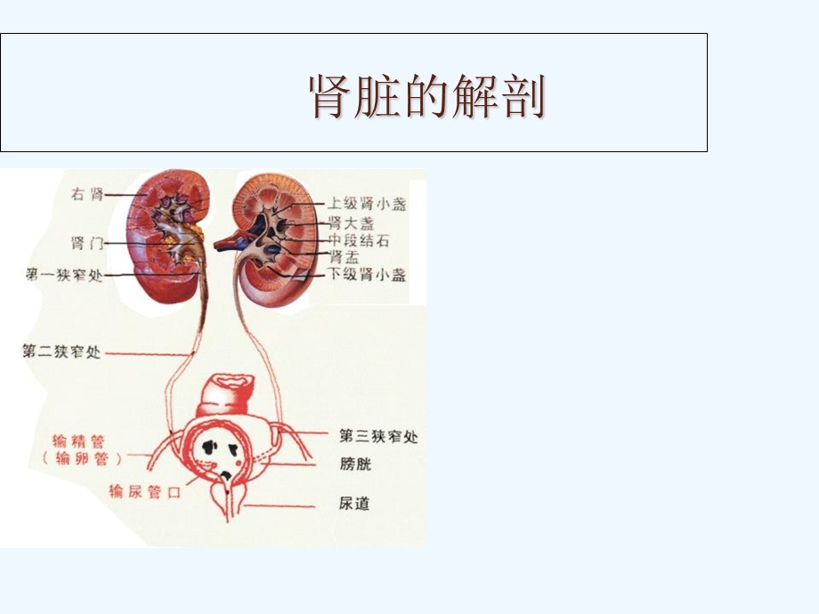 慢性肾衰竭病人护理课件.ppt_第2页