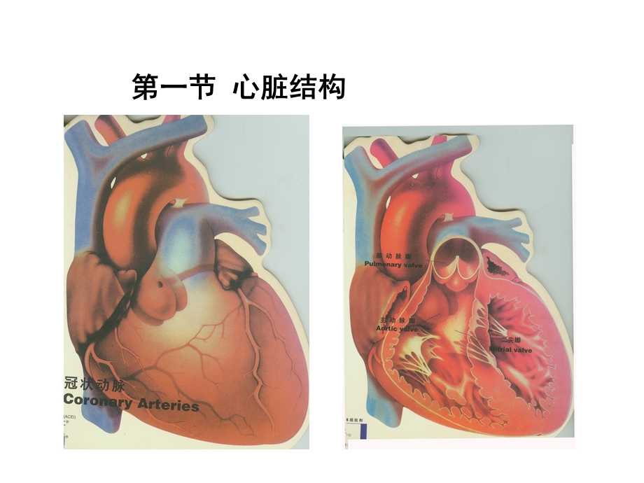 心脏超声心动图课件.ppt_第2页