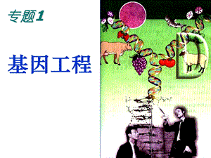 生物《DNA重组技术的基本工具》精品ppt课件.ppt