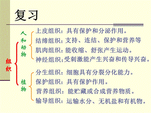 生物体的器官系统ppt课件(北师大版七年级上).ppt