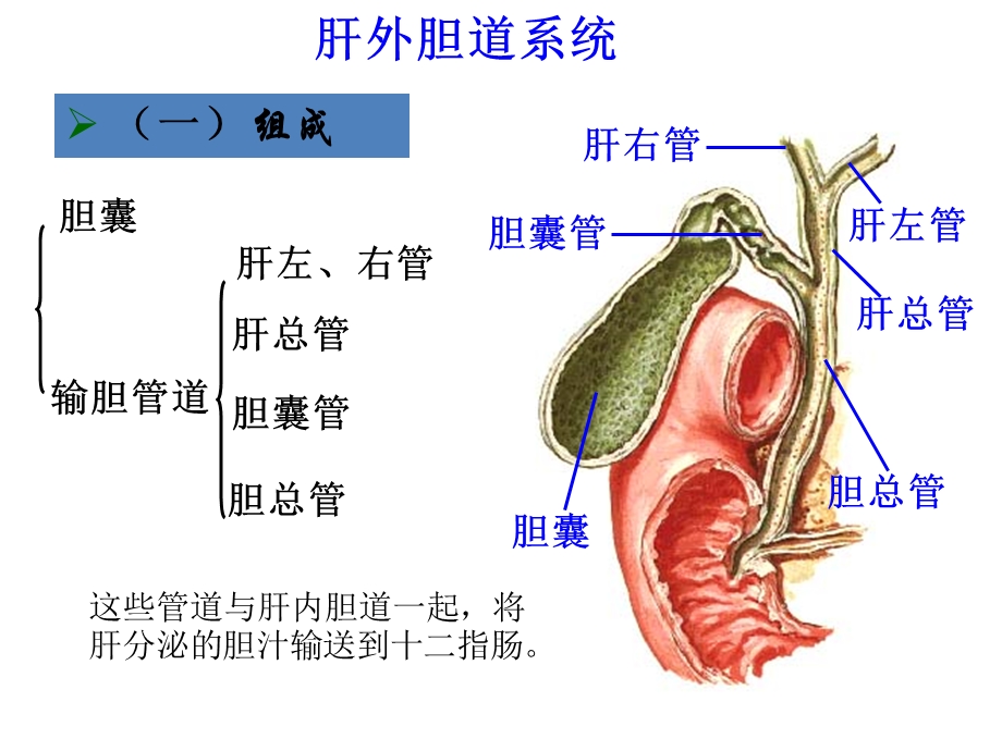 肝外胆道理论课讲诉课件.ppt_第3页