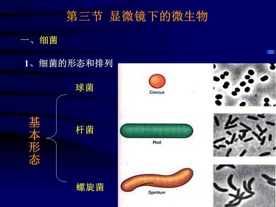 微生物ppt课件.pptx_第2页