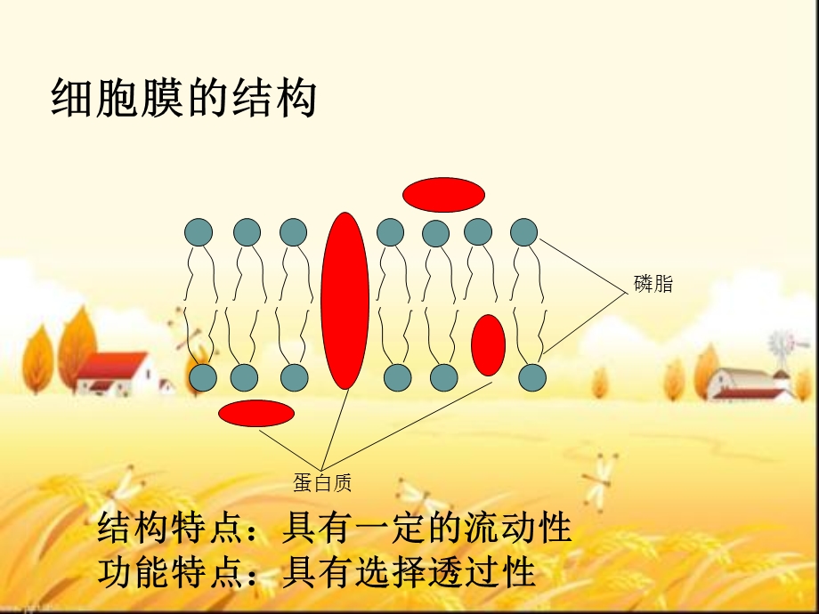 物质跨膜运输的方式公开课课件 课件.ppt_第3页