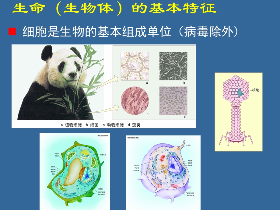 普通生物学01 绪论课件.ppt_第3页