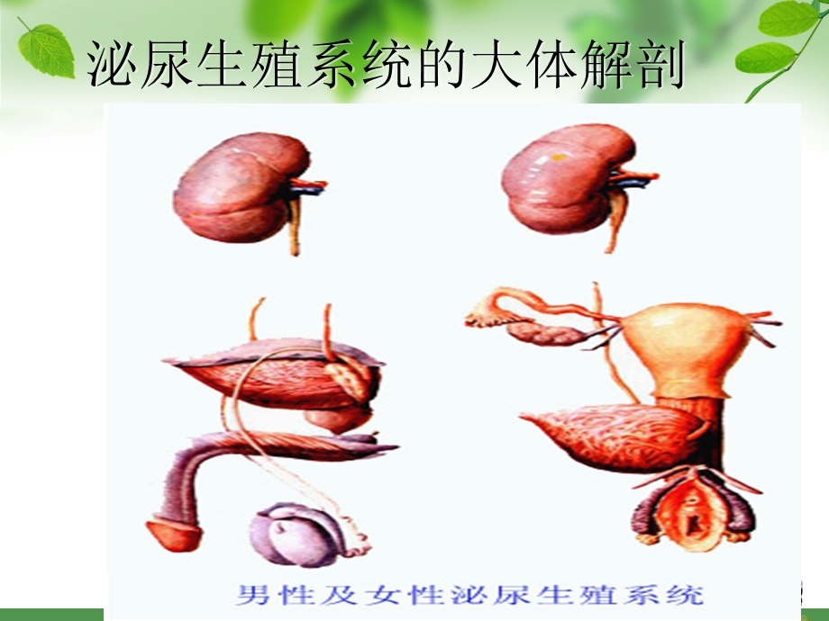 泌尿科手术病人的护理课件.ppt_第3页