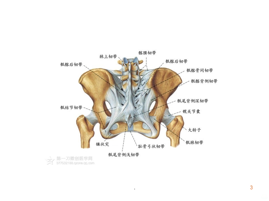 骨盆X光片学课件.ppt_第3页