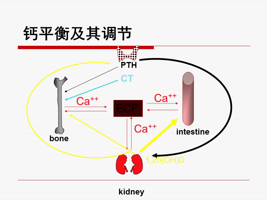 骨软化症的诊断和治疗课件.ppt_第2页