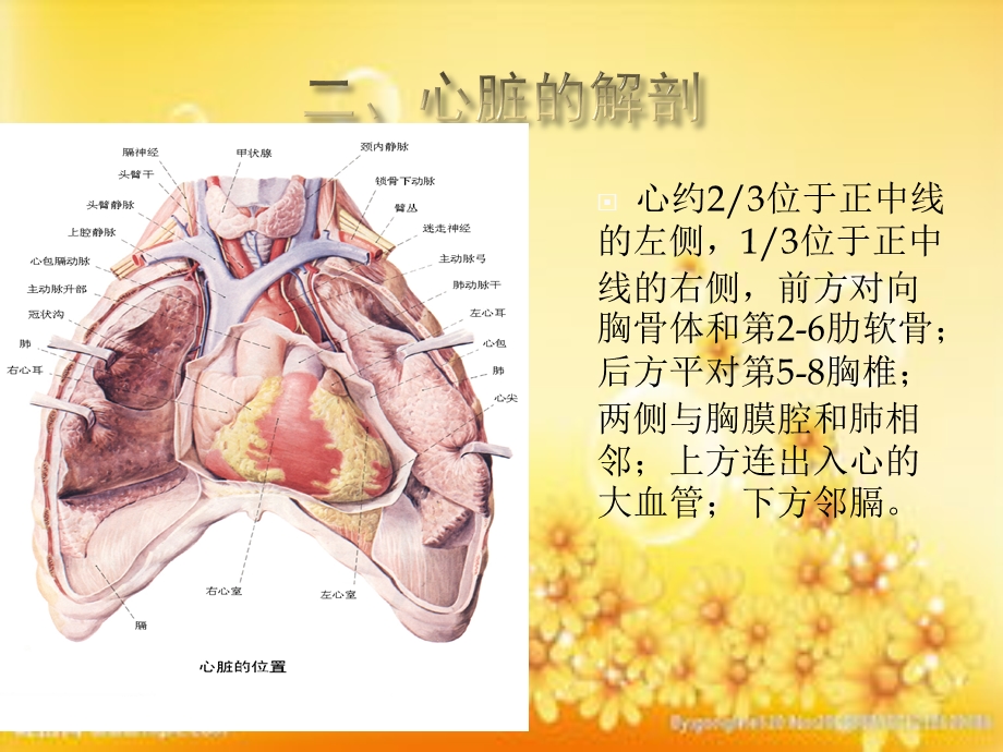 心脏的解剖及循环途径课件.ppt_第3页