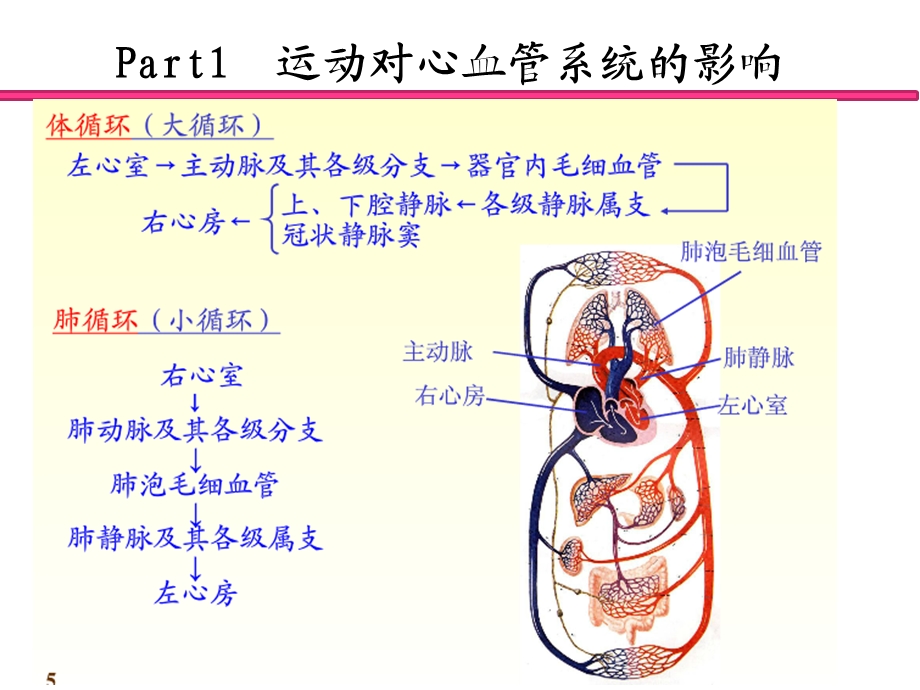 康复医学概论4 运动的生理学基础课件.pptx_第2页