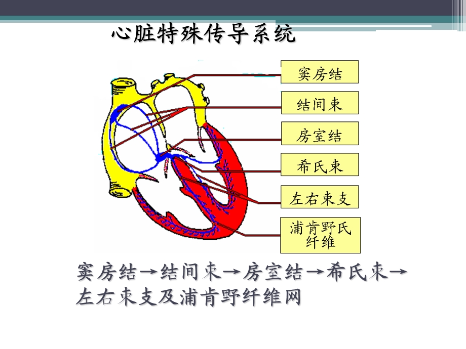 心律失常的护理课件.ppt_第2页