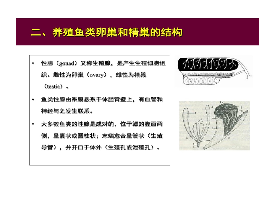 鱼类人工繁殖理论和术课件.ppt_第3页