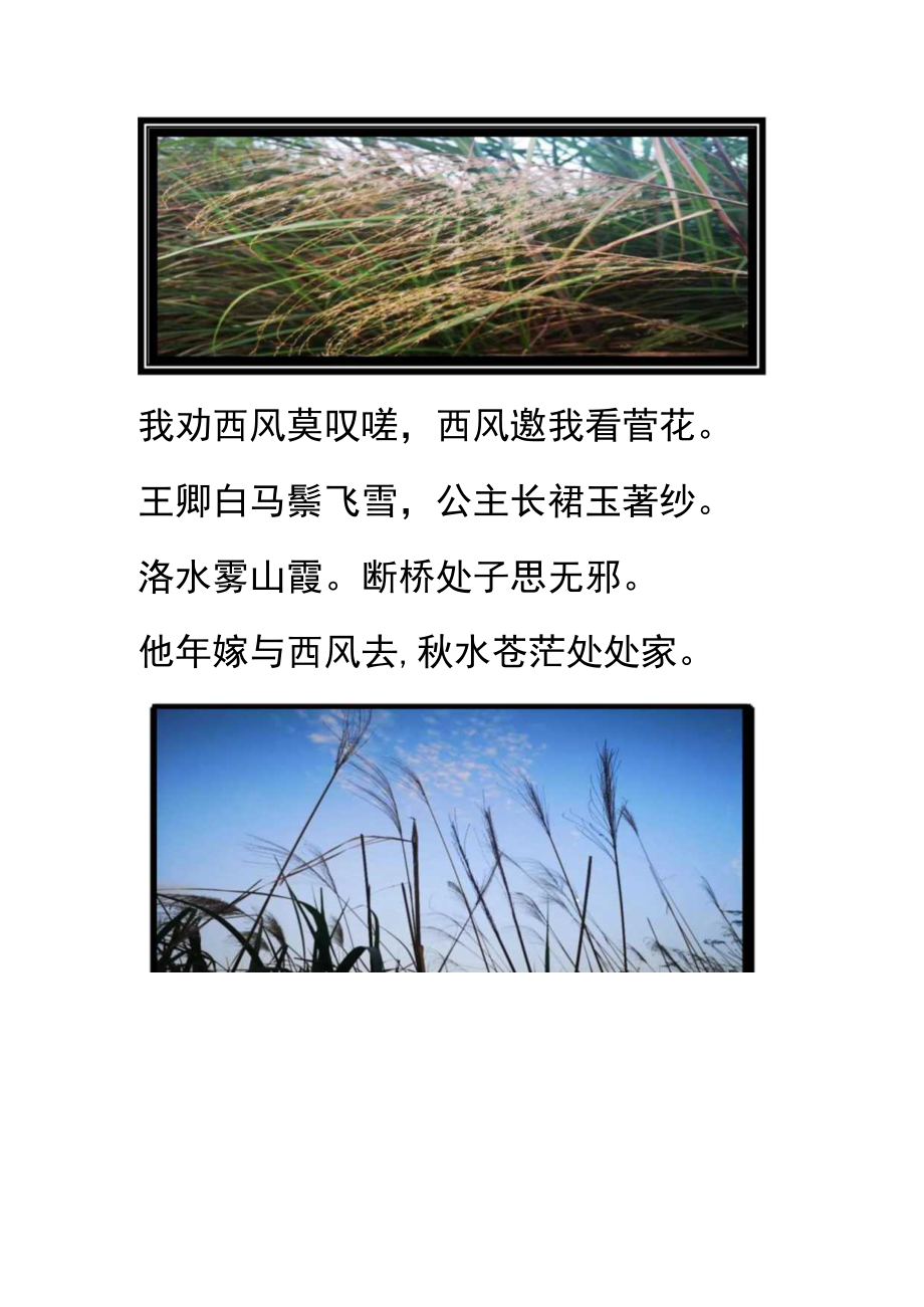 咏菅芒花两句.docx_第3页