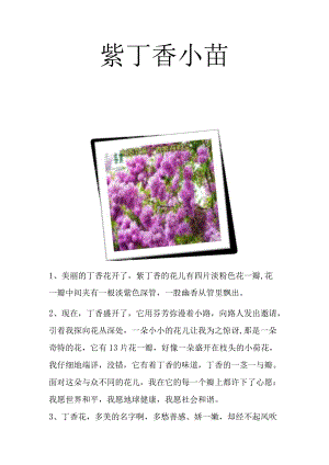 紫丁香小苗.docx