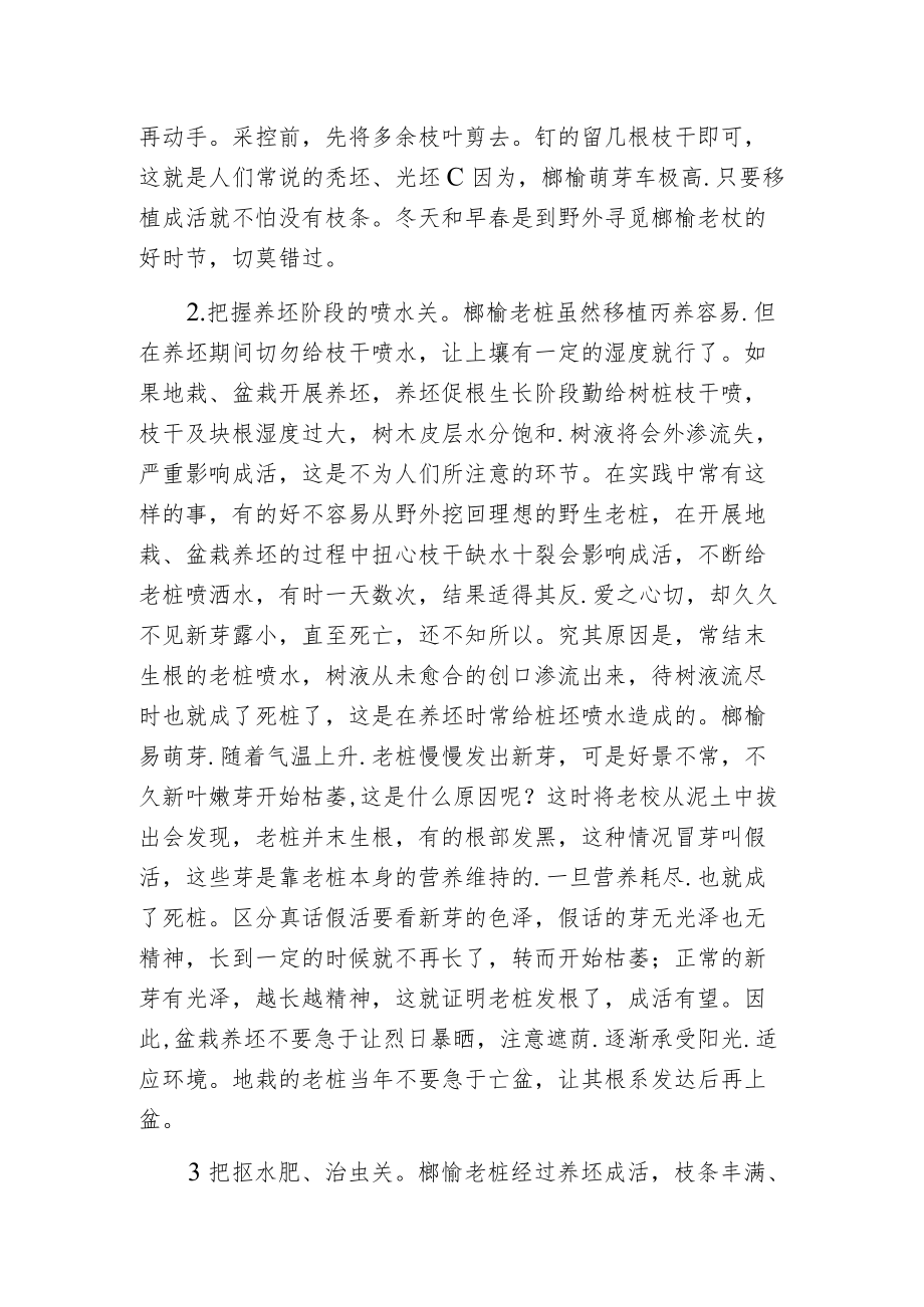 榔榆老桩采挖与培育.docx_第2页