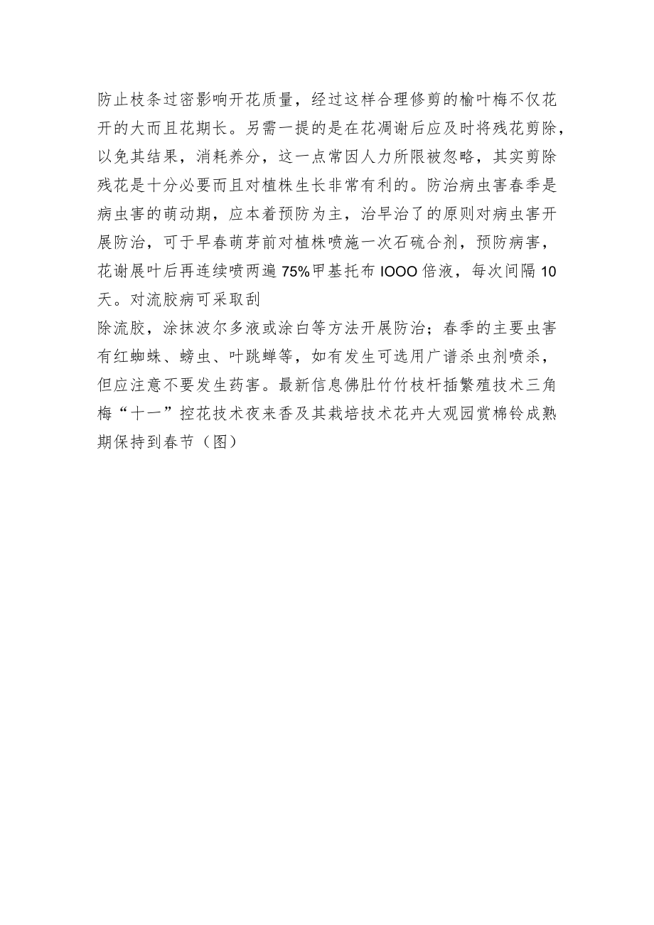 榆叶梅的春季管护.docx_第2页