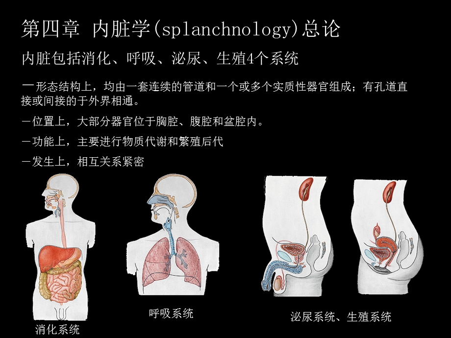 第1次课 内脏消化管一课件.ppt_第2页