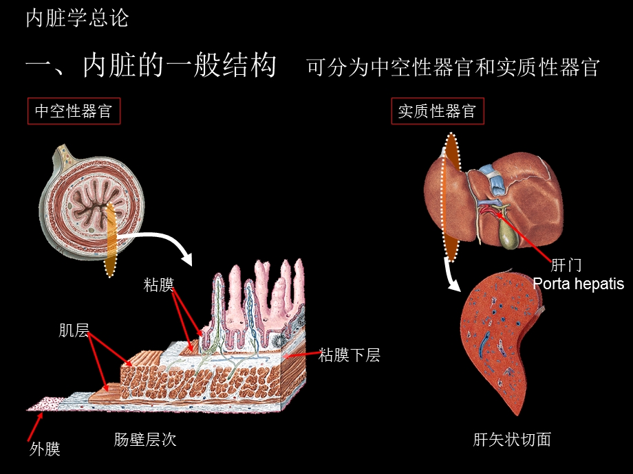 第1次课 内脏消化管一课件.ppt_第3页