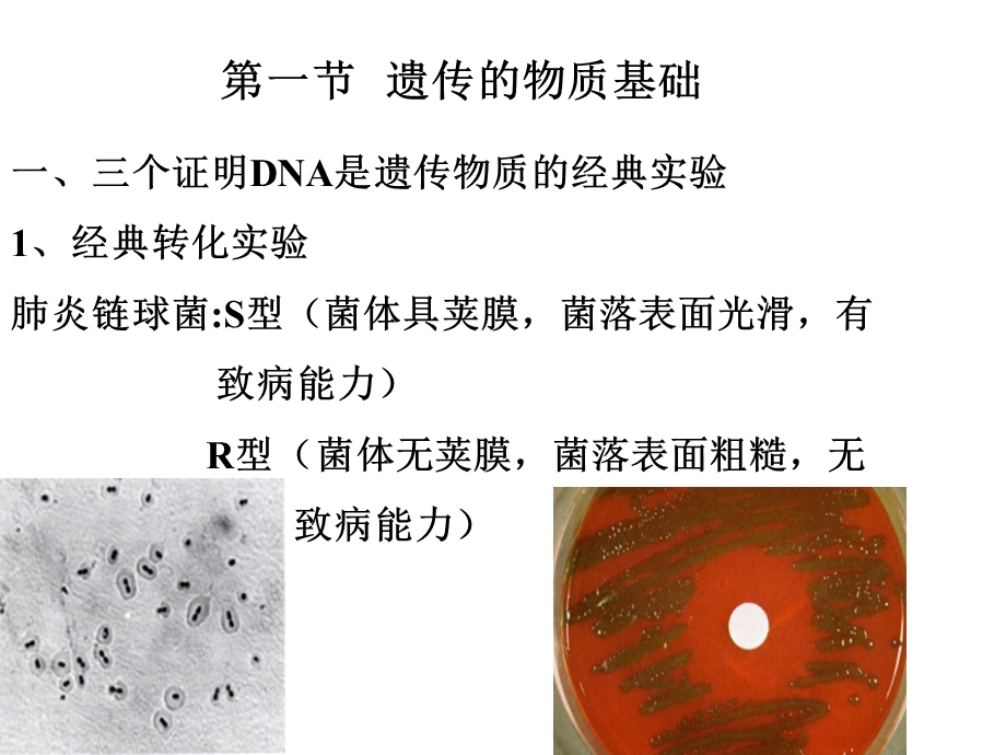 第七章遗传与变异课件.ppt_第2页