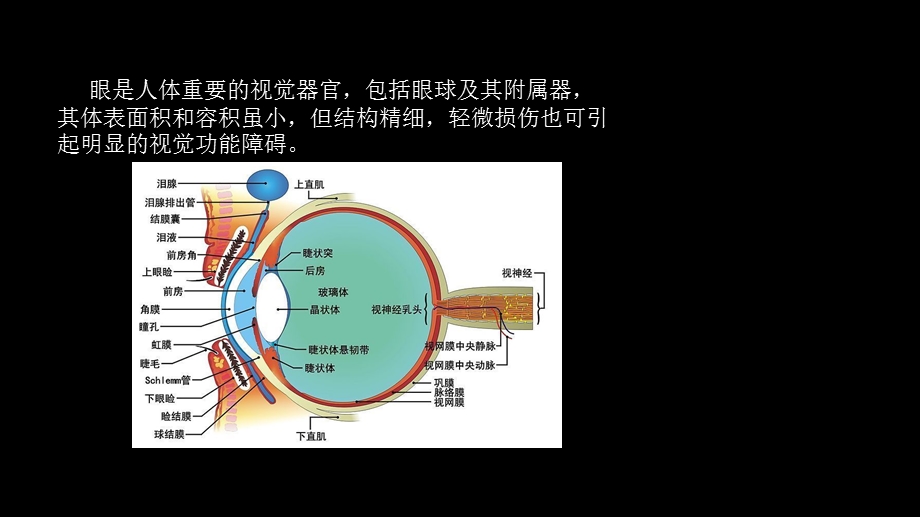 眼科常见疾病的药物治疗学课件.pptx_第2页