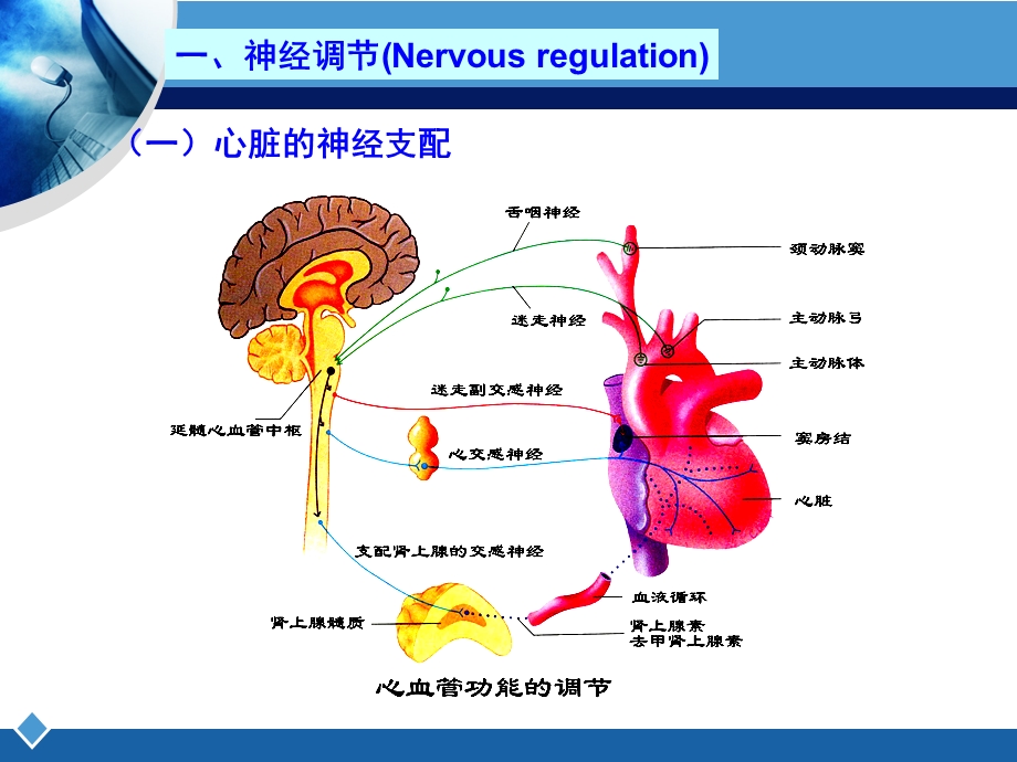 解剖生理学第四章课件.ppt_第2页