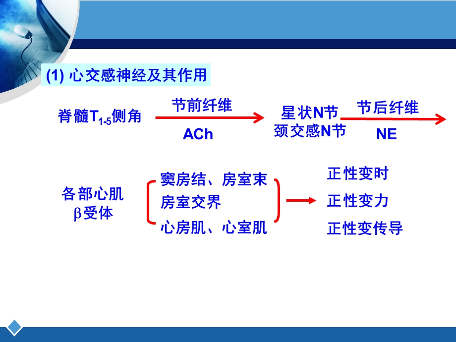 解剖生理学第四章课件.ppt_第3页