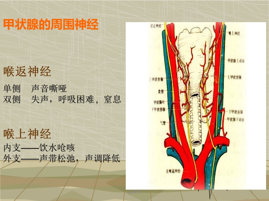 甲状腺肿瘤护理查房课件.ppt_第3页