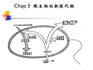 第五章微生物的代谢与发酵课件.ppt