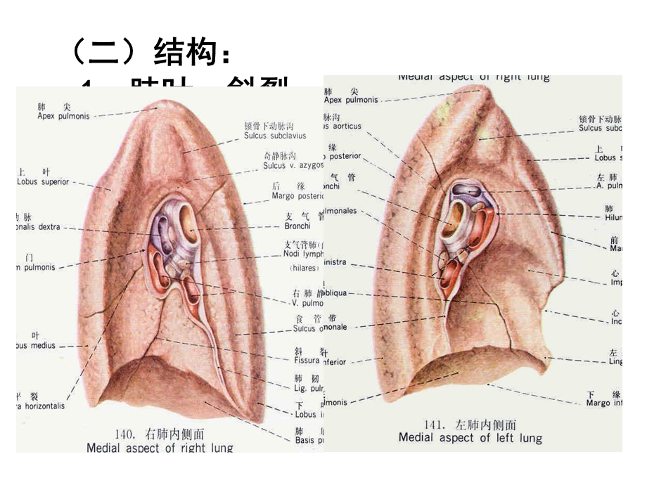 肺和胸部淋巴结课件.ppt_第3页