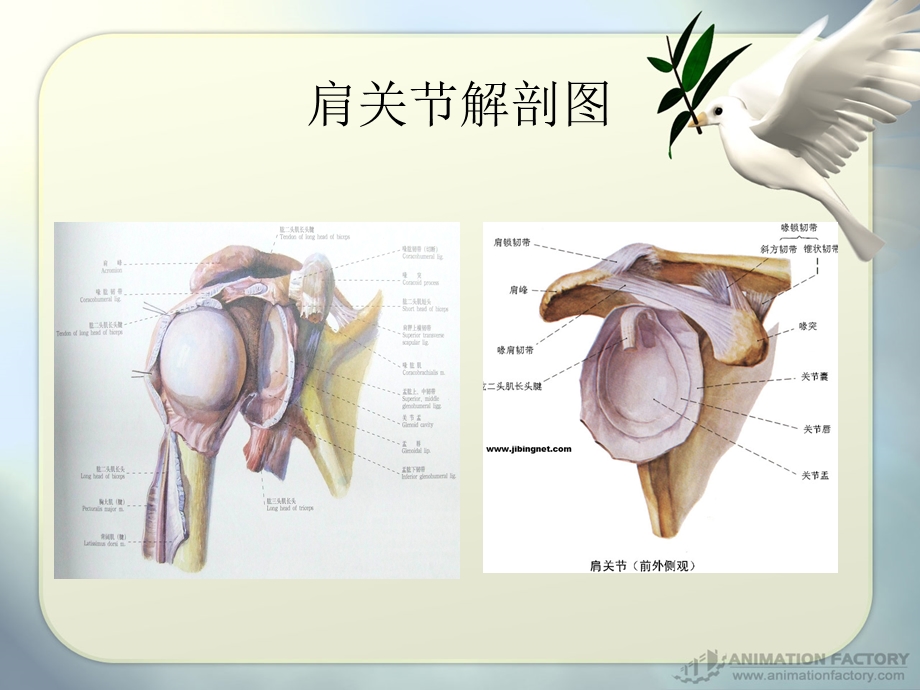 肩关节前脱位ppt课件.ppt_第3页