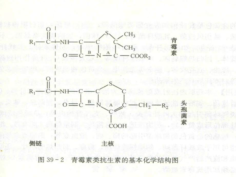 药理学β内酰胺类抗生素课件.ppt_第3页