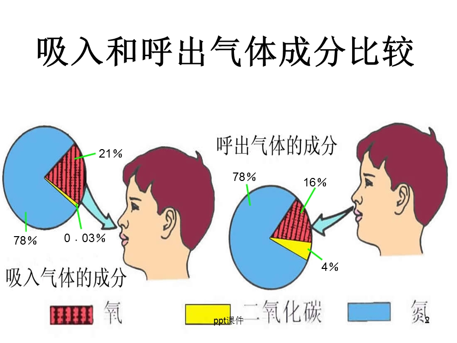 苏教版五年级科学上册《肺和呼吸》课件.ppt_第2页