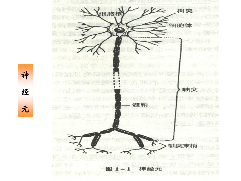 第二章 心理的生理基础课件.ppt_第3页