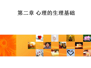 第二章 心理的生理基础课件.ppt