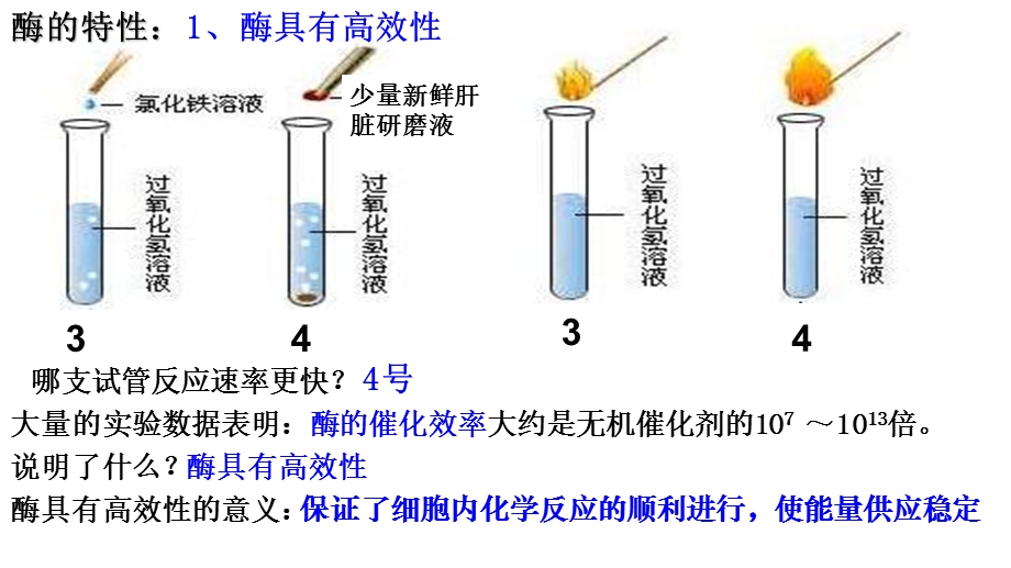 第5章第1节2 降低化学反应活化能的酶 酶的课件.ppt_第3页