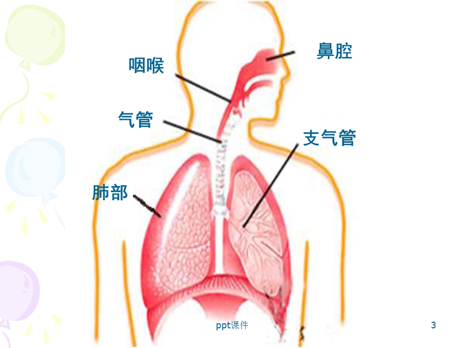 肺和呼吸课件.ppt_第3页