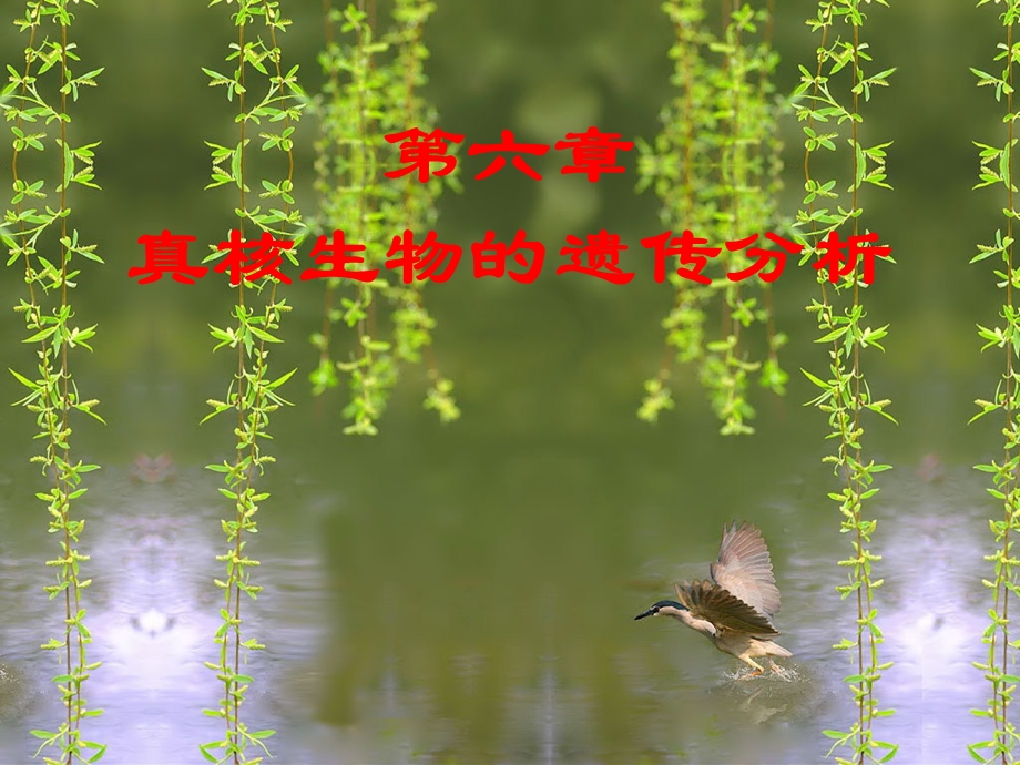 第六章真核生物的遗传分析课件.ppt_第1页