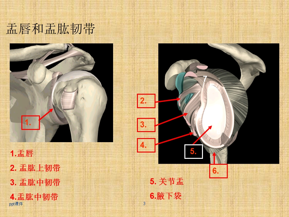 肩关节镜下肩袖修补课件.ppt_第3页